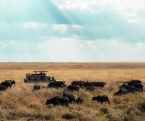 Wildlife_travel_show_edit.jpg