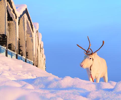 Santa's Lapland cancels December trips