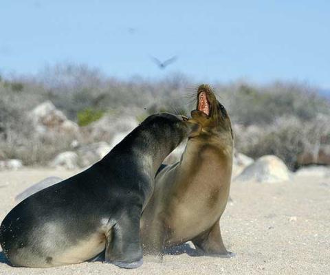 Sunvil Galapagos Sea Lions