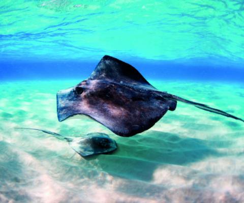 Cayman Islands Stingray .jpg
