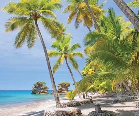 Tropical beach under palm trees