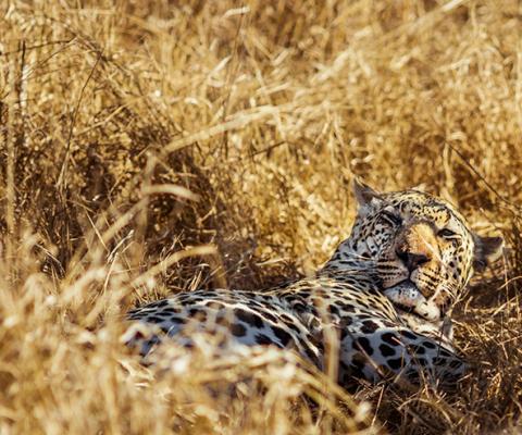 The event helps agents better connect with clients interested in wildlife travel