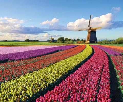 Tulip fields in the Netherlands