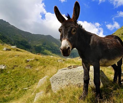 Donkey in the mountains