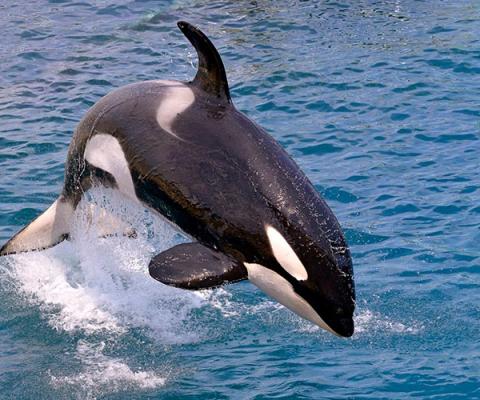 Leaping orca in the ocean