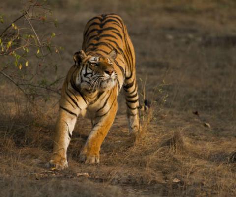 Bandhavgarh_1_India.jpg