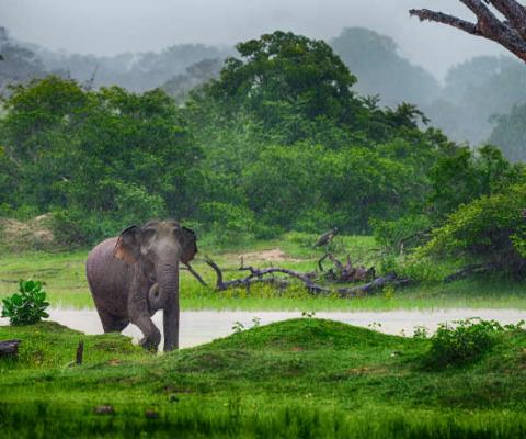 'Travel can play a key role driving up standards of animal welfare'