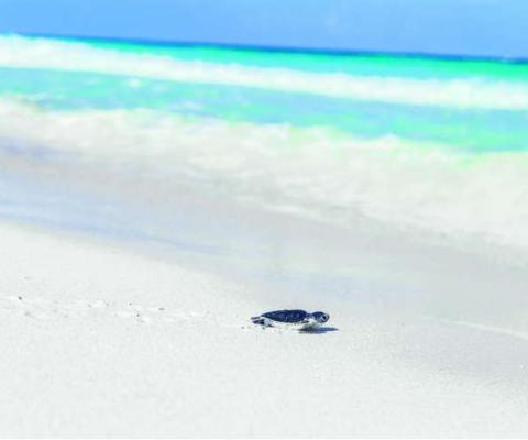 Turtle moving towards the sea
