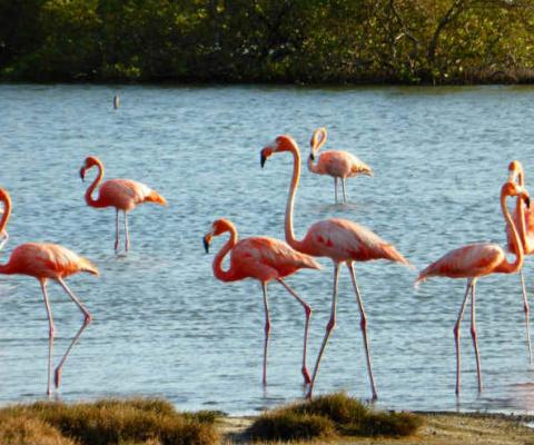 Bonaire Flamingos .jpg