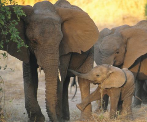 Somak Africa 2019-21.jpg