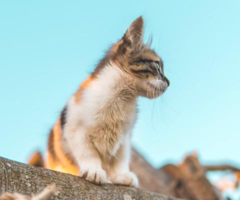 Cat Morocco Rabat Hassan Ouajbir Unsplash.jpg