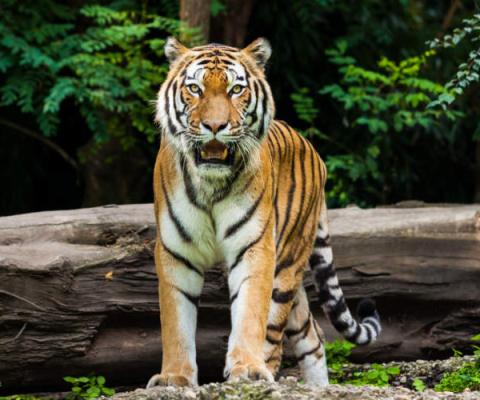 Bengal Tiger in India