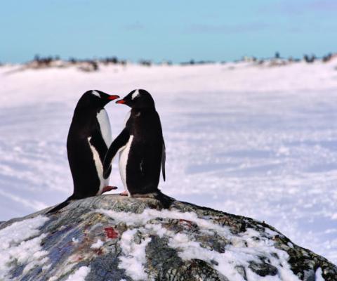 Penguins in Antartica .jpg