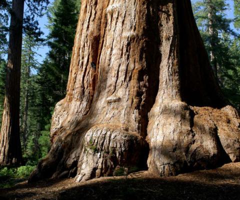 One of the Protectours includes planting trees in Iceland