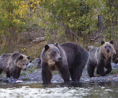Grizzly mum and cubs.jpg