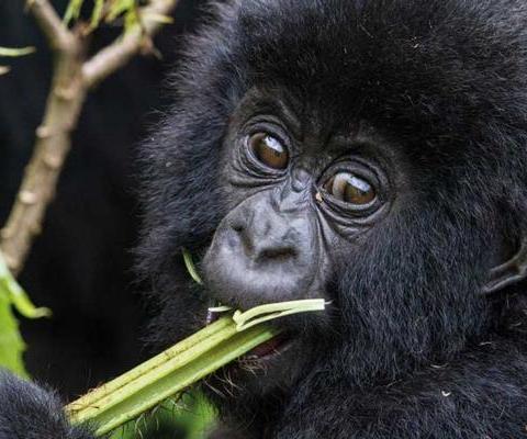 Mountain-Gorilla-C-Culbert-Rwanda_METhumb.jpg