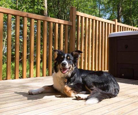 Landal Darwin Forest 2.jpg