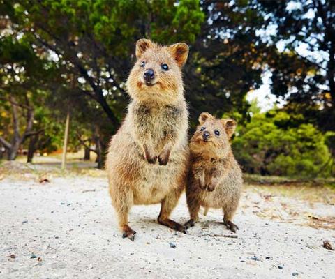 Quokkas on Rottnest Island, Perth, Western Australia