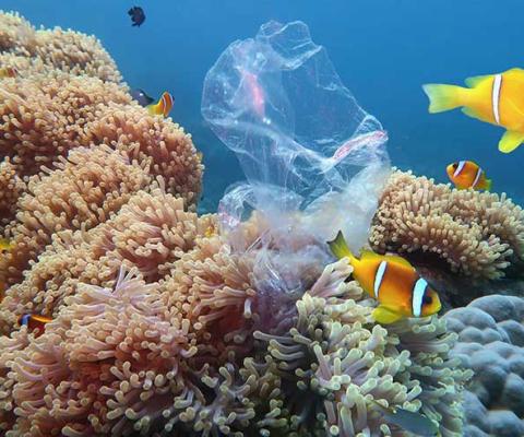 Tropical fish on a reef