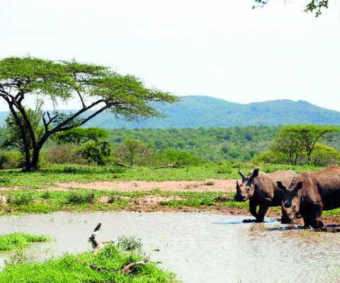 South African Rhinos iStock-916079310.jpg