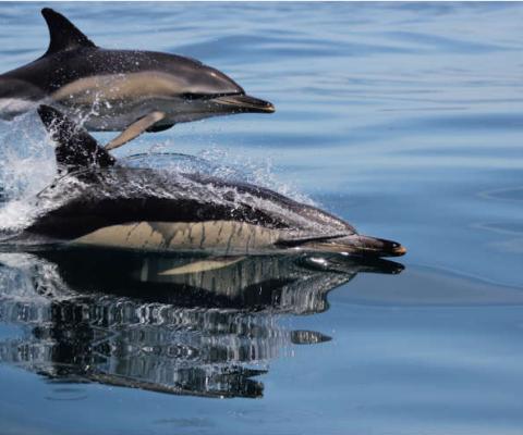 Dolphin excursion in the Algarve