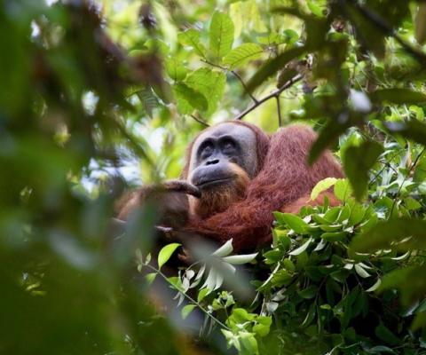 Orangutan Just A Drop credit Huw Cordey.jpg.jpeg