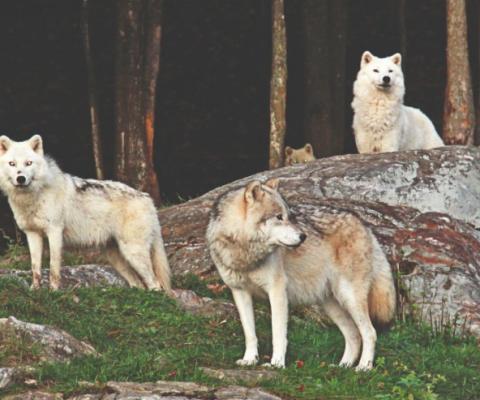 Parc_Omega-white_wolves_fall_night-loup-blanc-automne-credi2.jpg