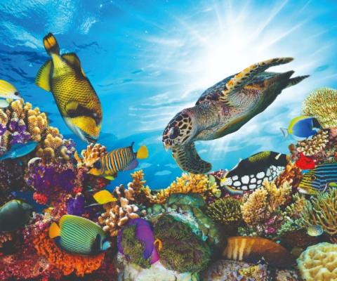 Tropical fish and turtles swimming in the Maldives