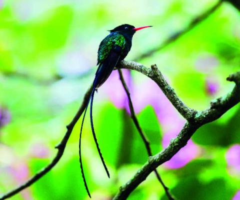 Hummingbirds iStock-1142923891.jpg
