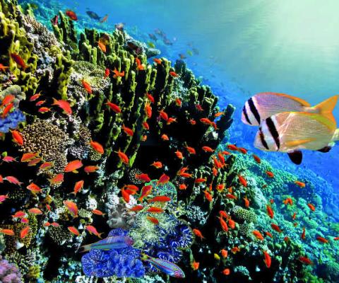 Indian Ocean Coral iStock-539365982.jpg