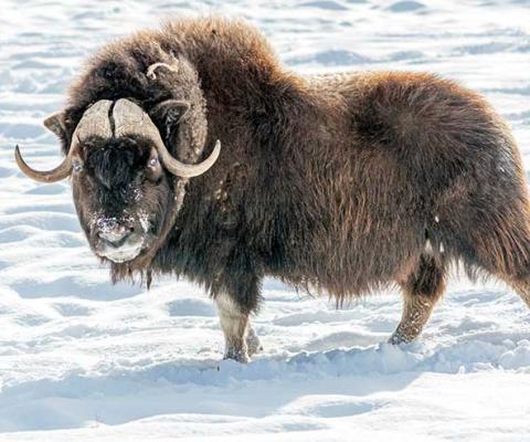 Musk ox