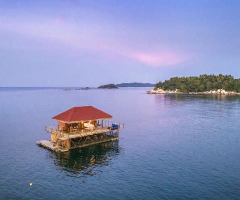 South East Asia Banyan Tree.jpg