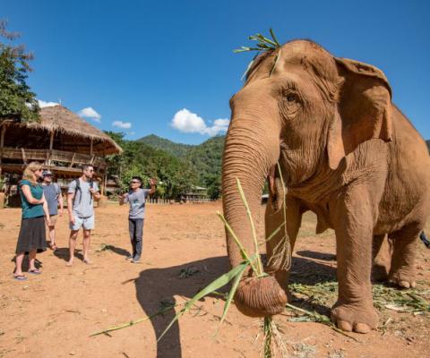 Intrepid Travel Thailand Elephants Chiang Mai.jpg