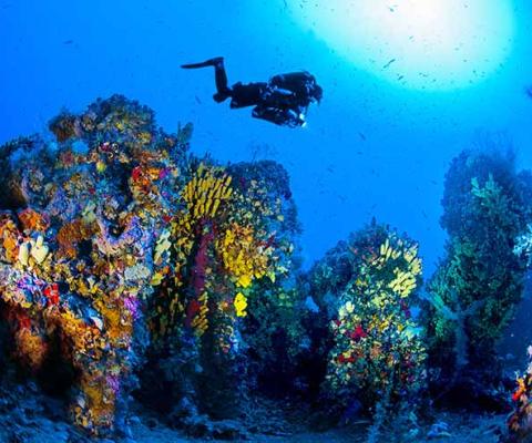 Diving in the sparkling waters of Malta