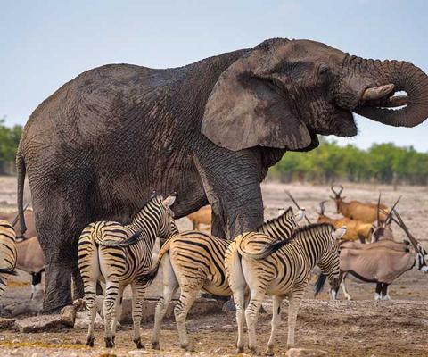 The new Abta guidelines rule out elephant attractions without a barrier