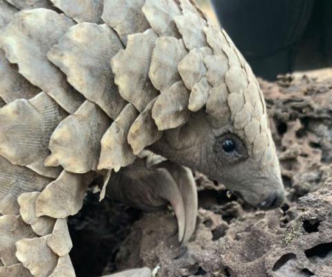 Pangolins are targeted by poachers for their scales, which are used in medicine in the Far East