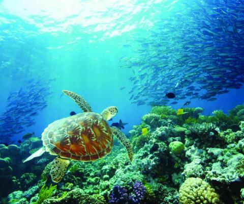 The Whitsunday Islands are peppered across the Great Barrier Reef