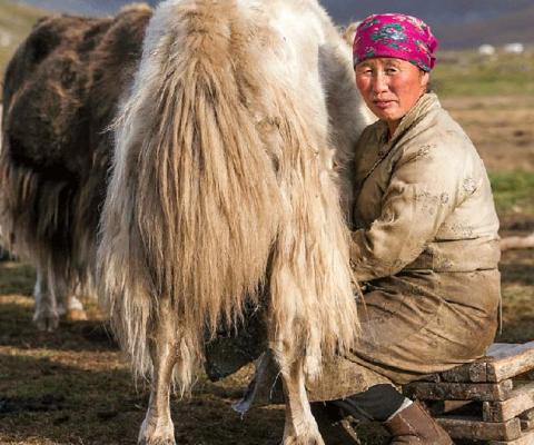 Yak-Milking-Mongolia-Black-Tomatothumb.jpg
