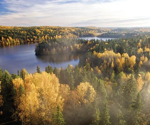 Finnish forest scene