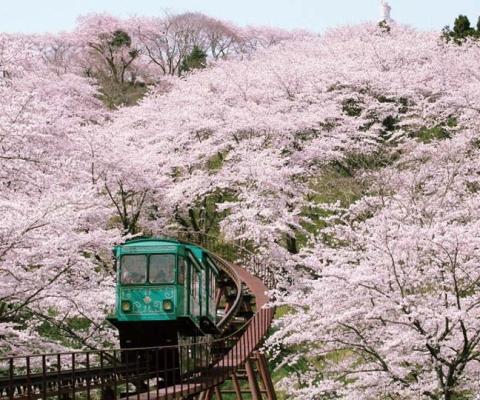 Hitome train, Miyagi