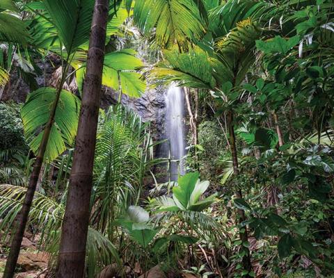 Vallee De Mai waterfall