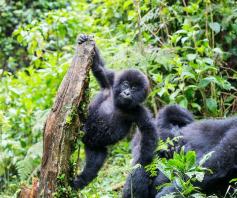 Visitors must maintain a distance of seven metres from the gorillas