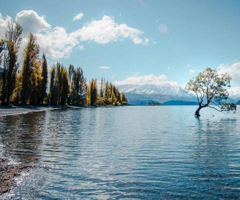 That Wanaka Tree, Wanaka, New Zealand. Photo by Laura Smetsers on Unsplash