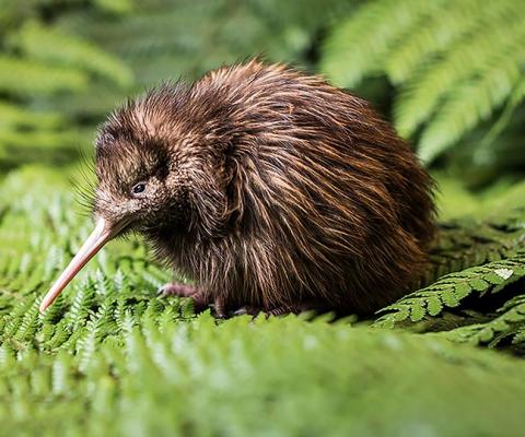 Win a kiwi adoption package with Tourism New Zealand