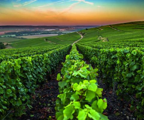 The Champagne region of France is famous for its fizz