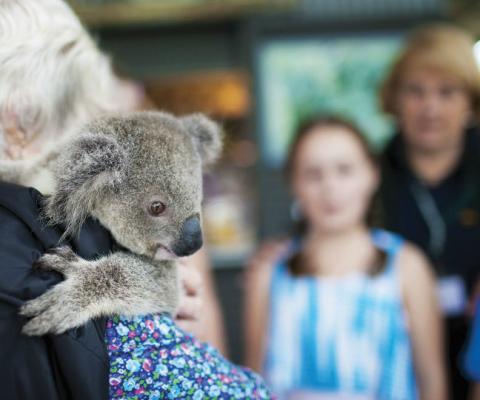 Koalas are in critical danger in the Australian wildfires