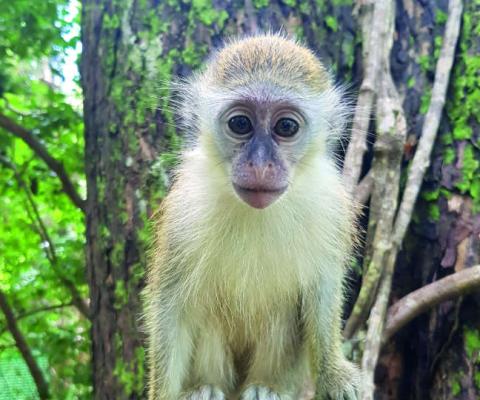 Barbados Wildlife Reserve in the north-east of the island