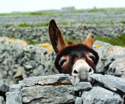 Agents are switching to book clients on to UK breaks and 2021 departures