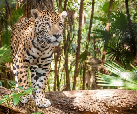 5 top tips for switch-selling to Latin America