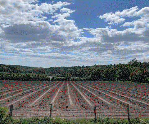 The Pig is to make its own wine